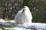 BICHON MALTAIS 103